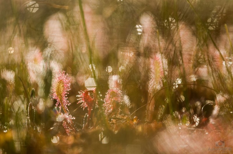 Igor Visnjakov Пейзаж